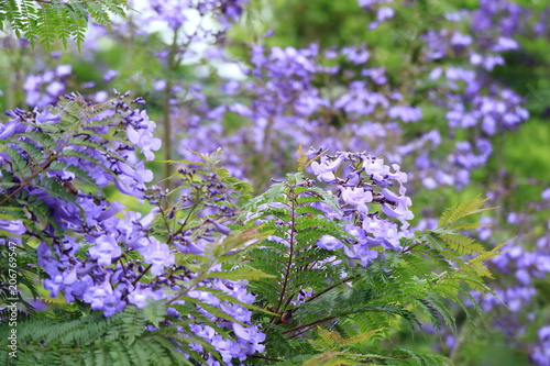Obraz na płótnie ジャカランダの花 w salonie
