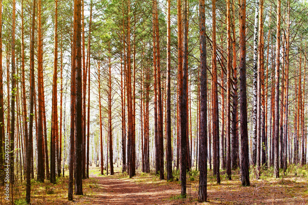 Fototapeta premium las jesienią