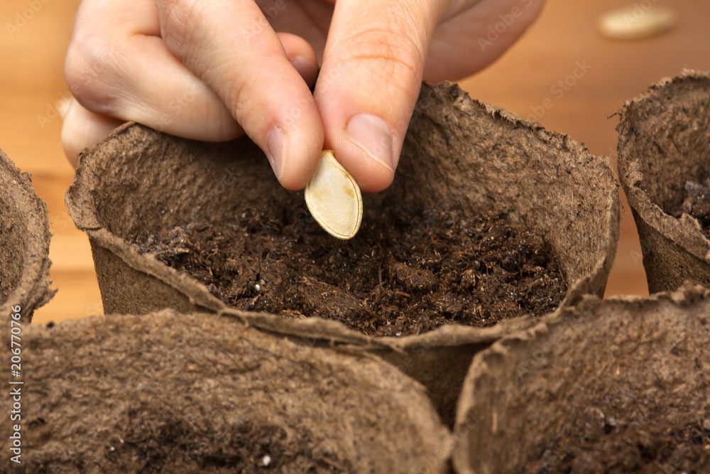 hand planting seeds in the peat pot hand planting seeds in the peat pot