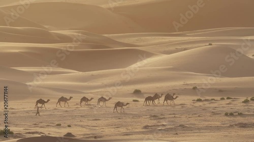 Camels go to pasture early in morning against background of sand dunes in Rub al Khali desert United Arab Emirates stock footage video photo