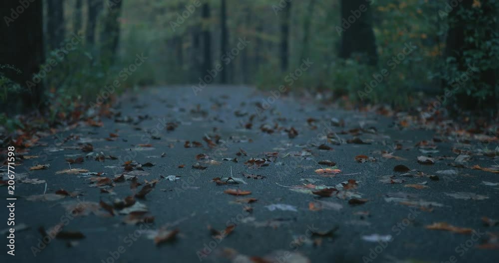 Fallen Leaves on an Empty Walking Path Fallen Leaves on an Empty Walking Path