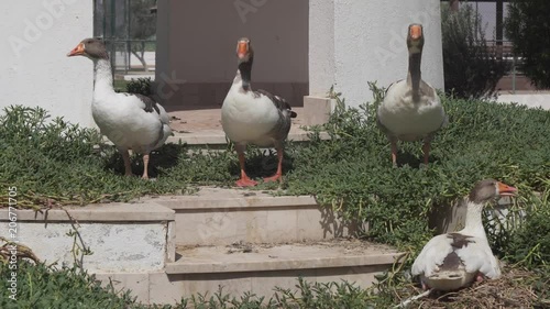 Homemade geese are walking on grass photo