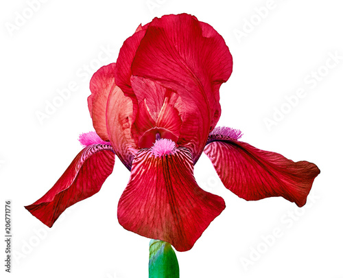 Red iris flower isolated on a white  background. Close-up. Flower bud on a green stem.