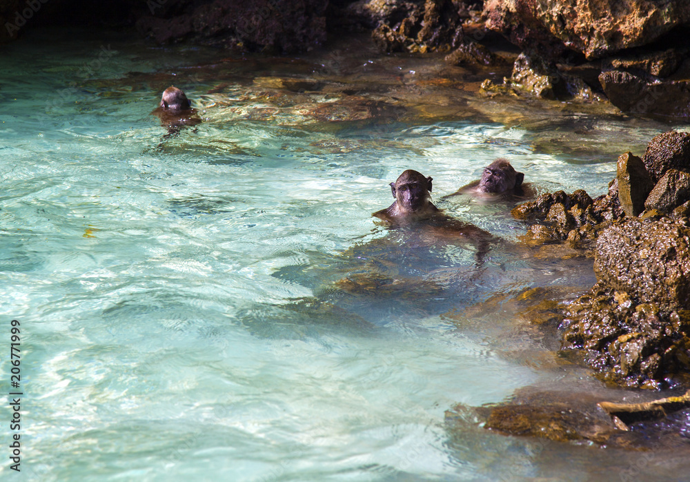 Fototapeta premium Swimming Macaque's, Phi Phi Don, Thailand