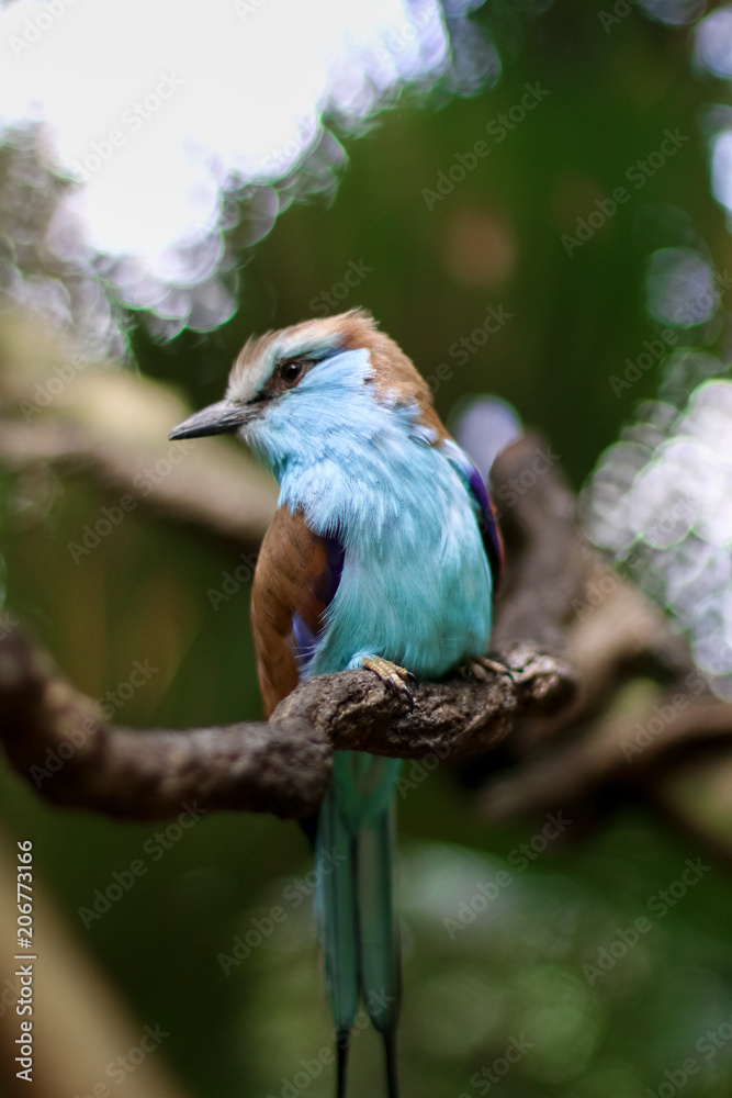 Obraz premium Blue bird looking beside