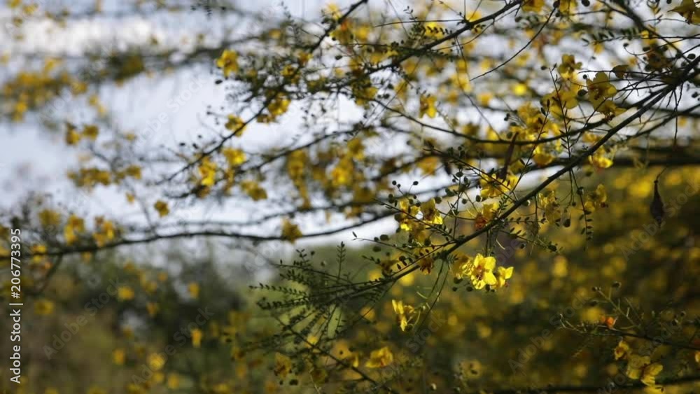 Yellow Flowers on Branches Sway in the Wind with Rack Focus Yellow Flowers on Branches Sway in the Wind with Rack Focus