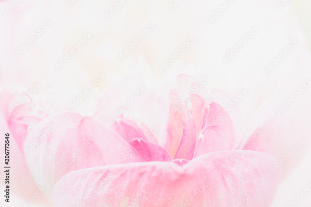 Sweet color lotus  in soft style for background