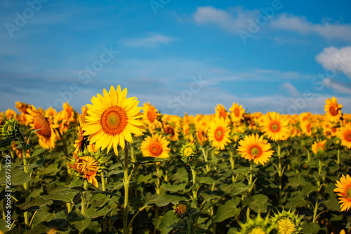 Sunflower in the garden.