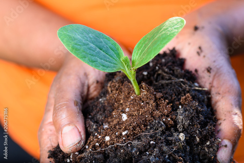 Hands of farmer holding soil and fresh young green plant together