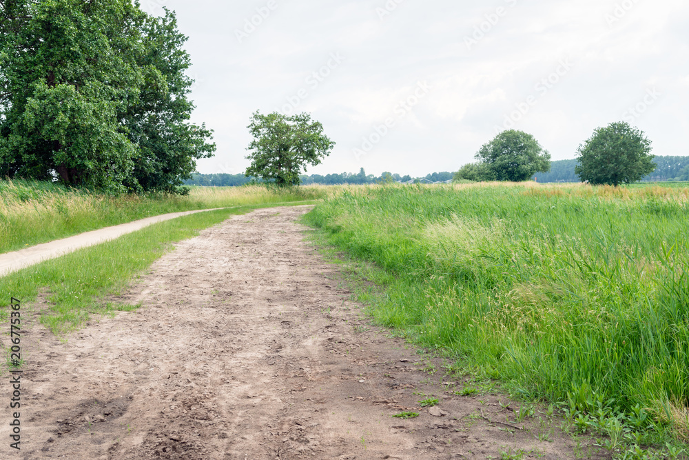 Curved sandy path in a Dutch nature reserve