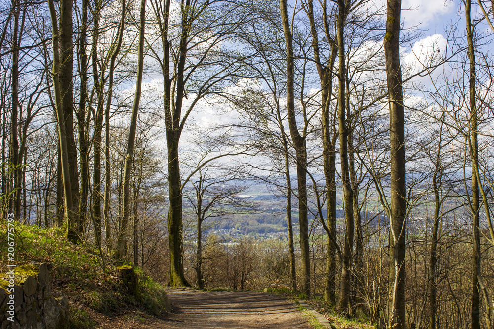Spring Forest Hiking trail Rheinsteig in Siebengebirge Germany Spring Forest Hiking trail Rheinsteig in Siebengebirge Germany