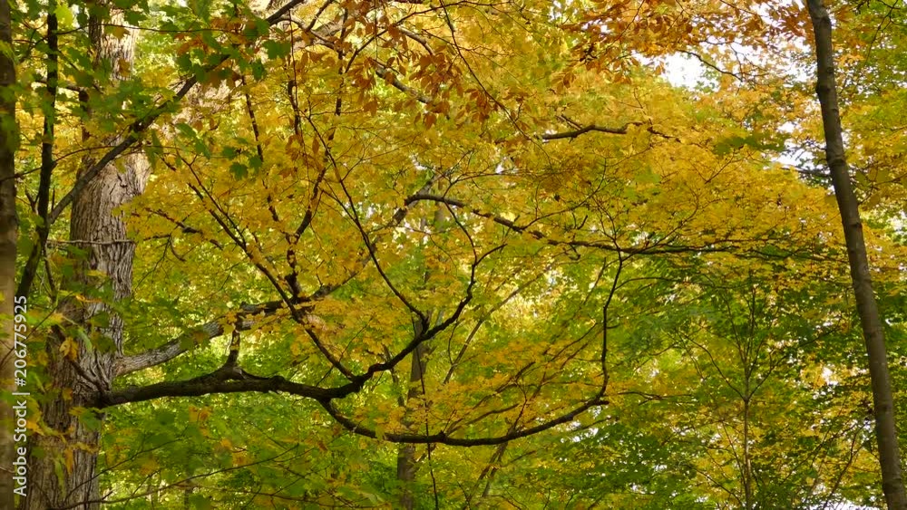 Autumn color gradient seen in the nature with wind blowing through trees Autumn color gradient seen in the nature with wind blowing through trees
