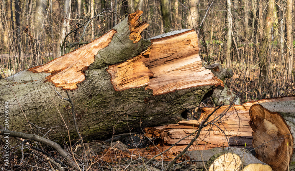 Abgeknickter Baum im Wald Abgeknickter Baum im Wald