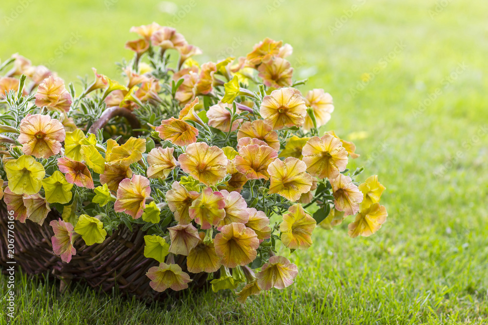 basket with petunias (Petunia hybrida) flowers basket with petunias (Petunia hybrida) flowers