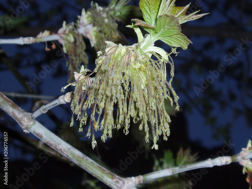 beauty in Nature, close-up, cold temperature, day, dead plant, dried, focus on foreground, fragility, Frozen, Growth, Ice, leaf, leaves, Lichen, Nature, no people, outdoors, Plant, Plant part, selecti photo