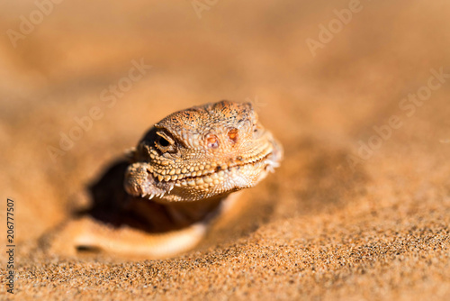 Spotted toad-headed Agama buried in sand close photo