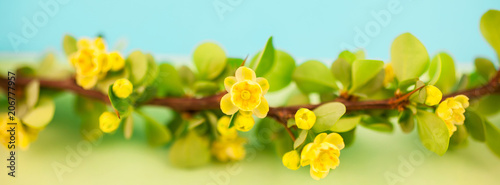Spring blossoming barberry branch