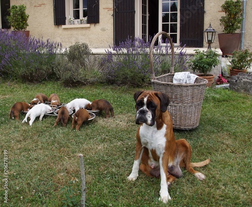 Chiots Boxer dévorant leur bouillie