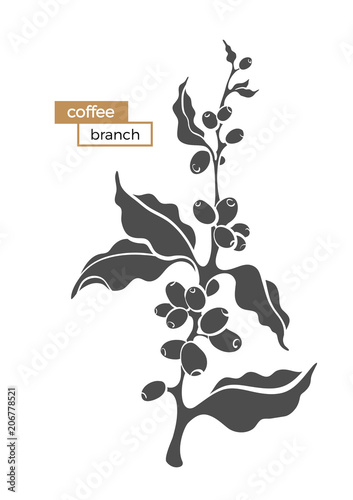 Coffee branch with leaves and beans.
