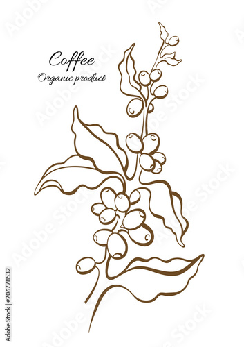 Coffee branch with leaves and beans. Vector