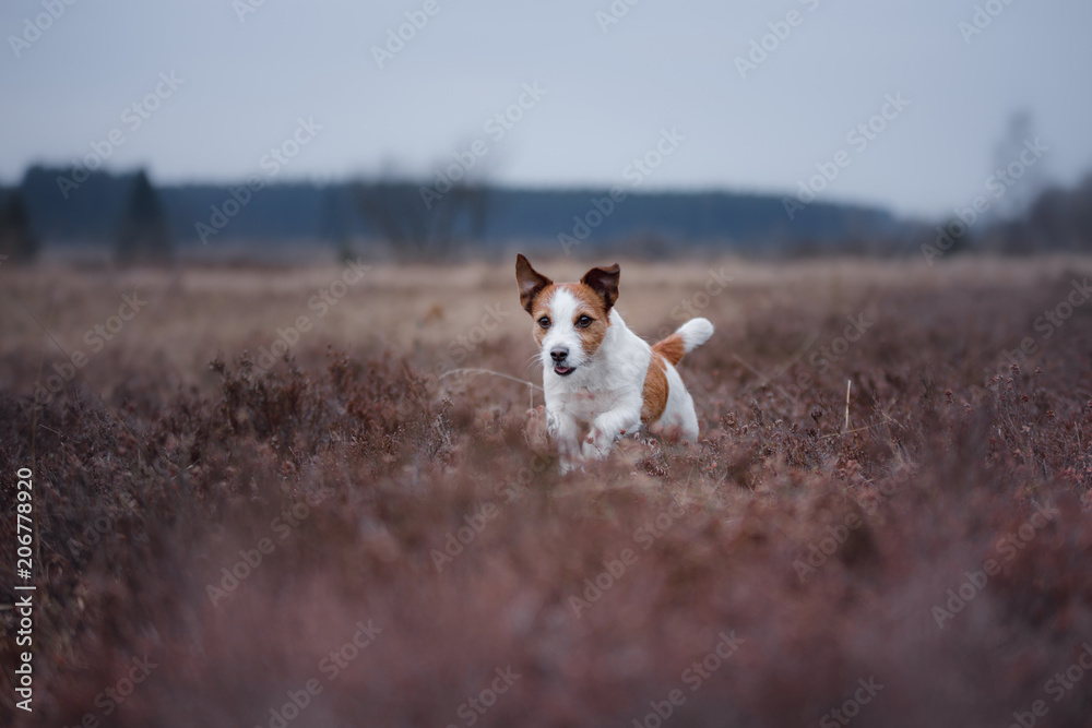 a small dog runs in a heather field. Jack Russell Terrier