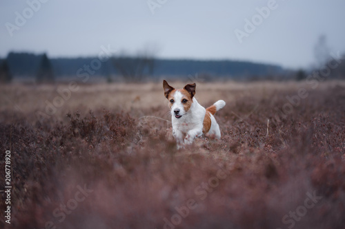 a small dog runs in a heather field. Jack Russell Terrier