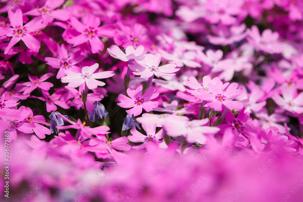 北海道 芝ざくら滝上公園の芝桜 Stock Photo Adobe Stock
