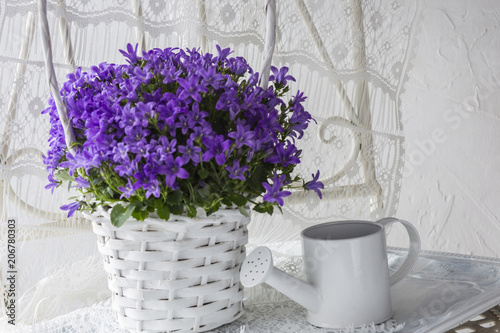 on white background purple flowers in a white wateringcan