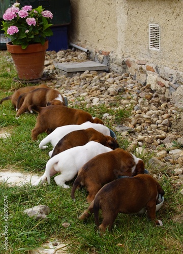 Chiots Boxer dévorant leur bouillie