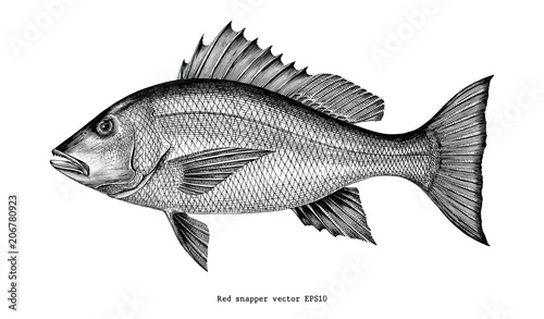 Red snapper hand drawing vintage engraving illustration isolated on white background