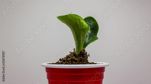 Zucchini Sapling Growing Time Lapse