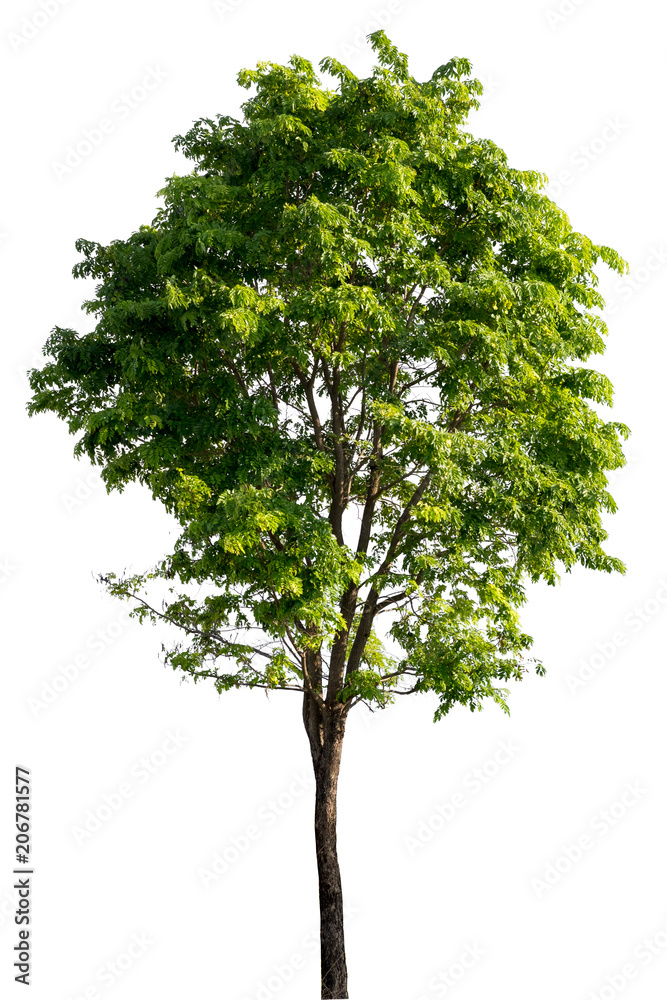 Fototapeta premium Big tree isolated.