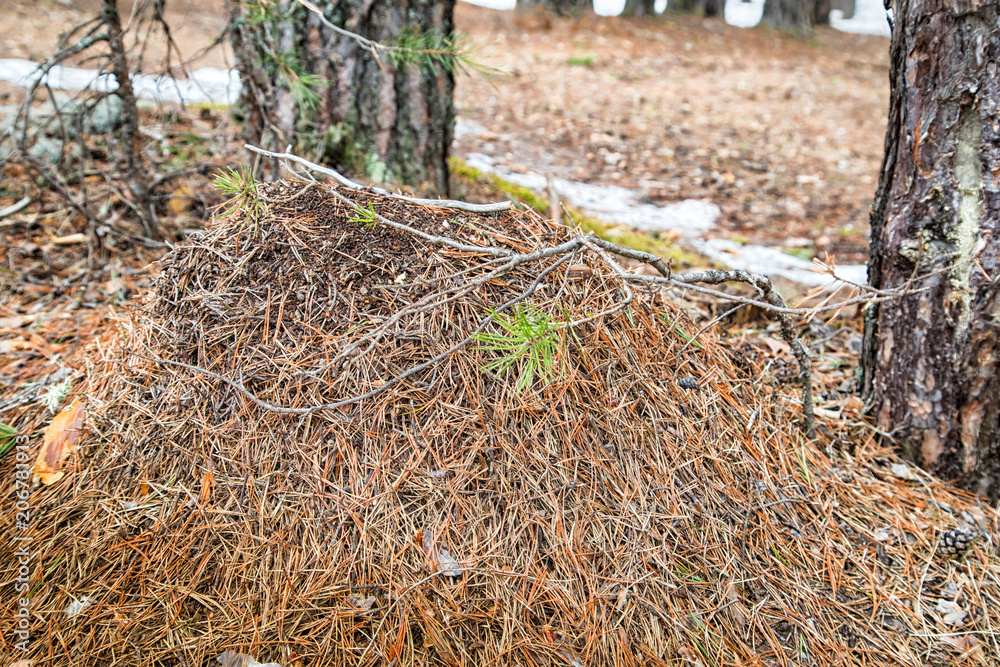 Fototapeta premium Ant hill in a pine forest in early spring