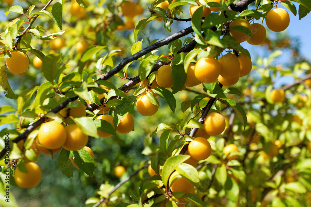 ripe yellow plums