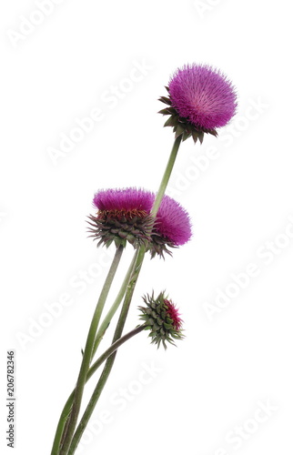 Burdock flowers isolated on white background  clipping path