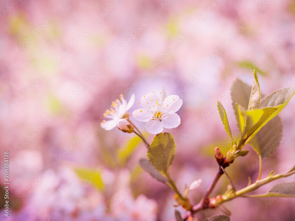 background of a flowering tree, white flowers tinted background of a flowering tree, white flowers tinted