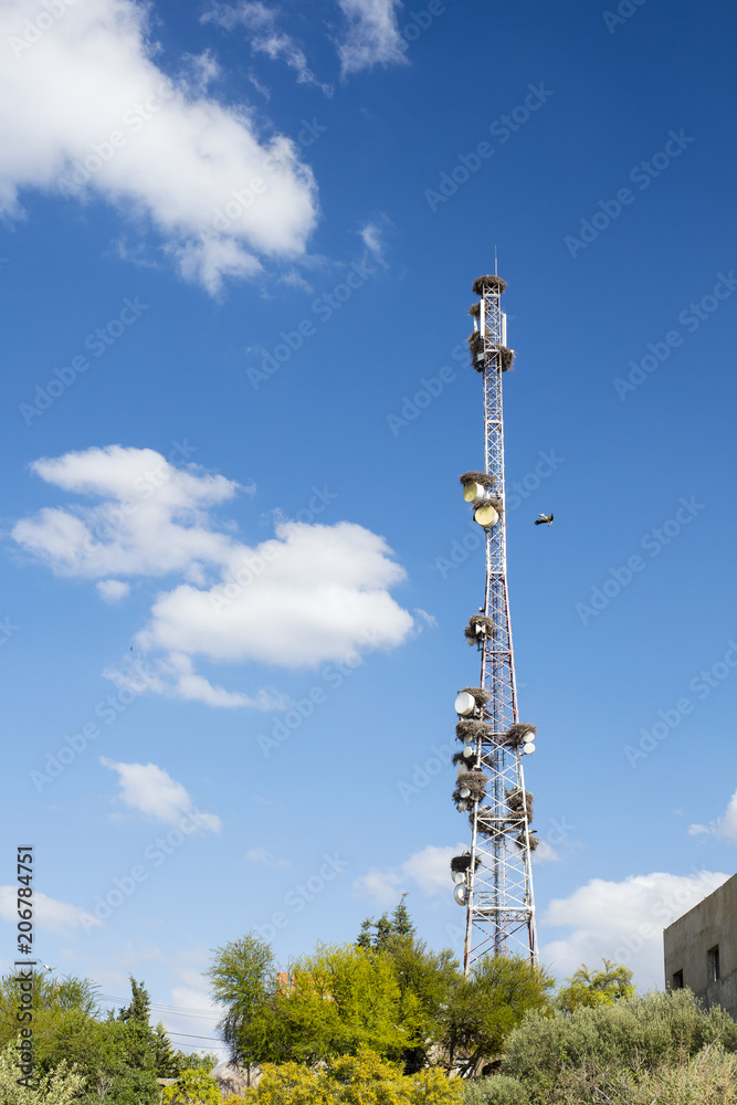 communication antenna in a lot of stork nests communication antenna in a lot of stork nests
