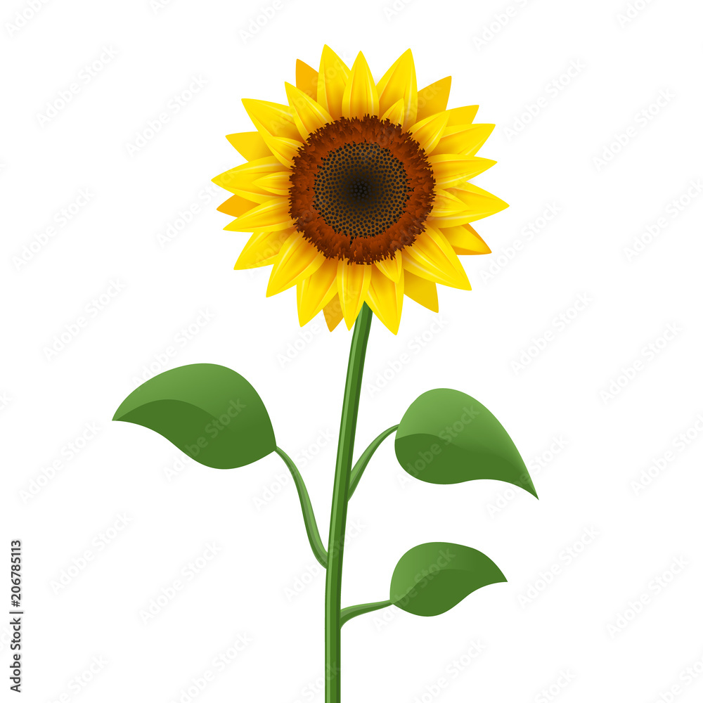 Fototapeta premium Słonecznik realistyczny wektor ikona na białym tle. Żółty kwiat słonecznika kwiat natura ilustracja na lato