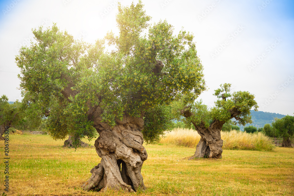 Naklejka premium Plantacja oliwek ze starym drzewem oliwnym w regionie Apulia, Włochy