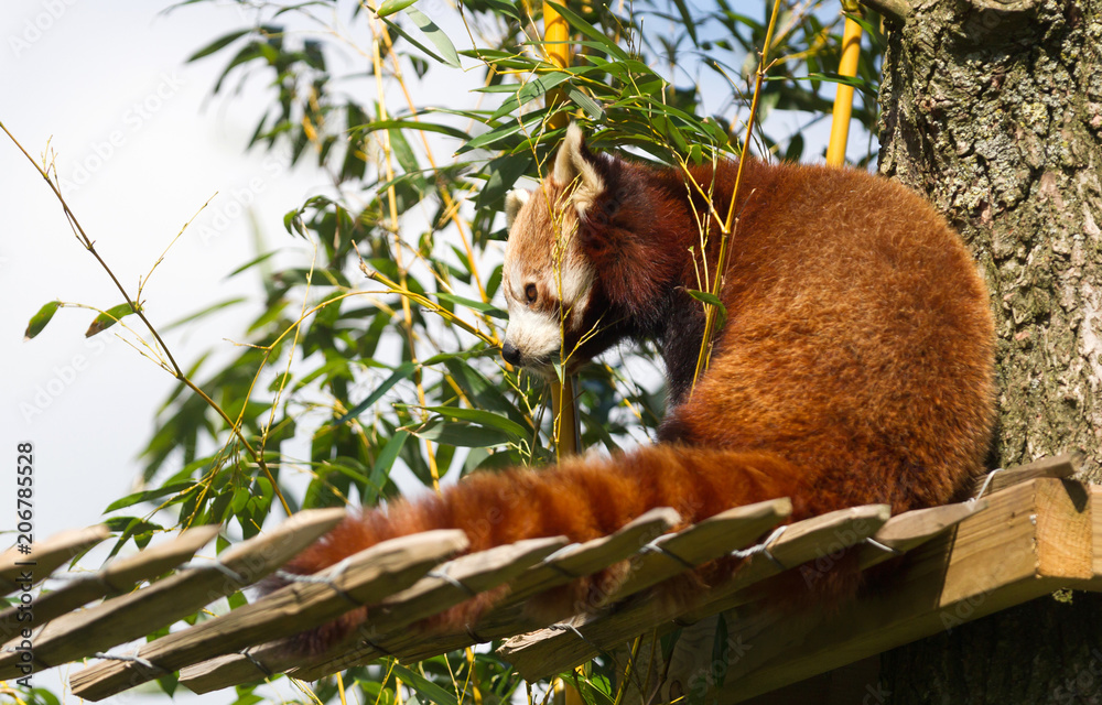 Fototapeta premium Red panda eating bamboo