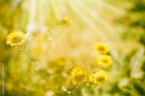 Blurry summer background with yellow flowers
