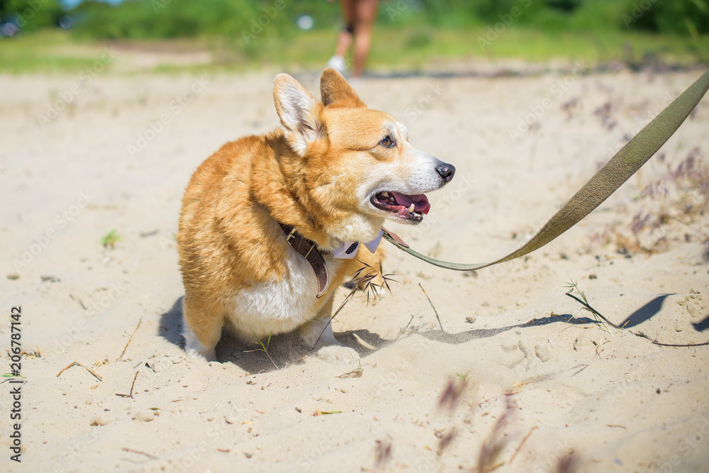 Happy and active purebred Welsh Corgi pembroke dog outdoors in the beach on a sunny summer day. Happy and active purebred Welsh Corgi pembroke dog outdoors in the beach on a sunny summer day.