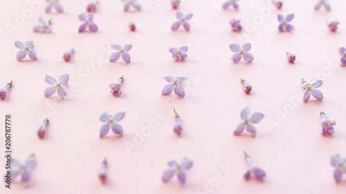 Modern pattern with blossom lilac on pink background