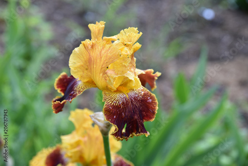 Fototapeta Naklejka Na Ścianę i Meble -  Iris jaune et rouge
