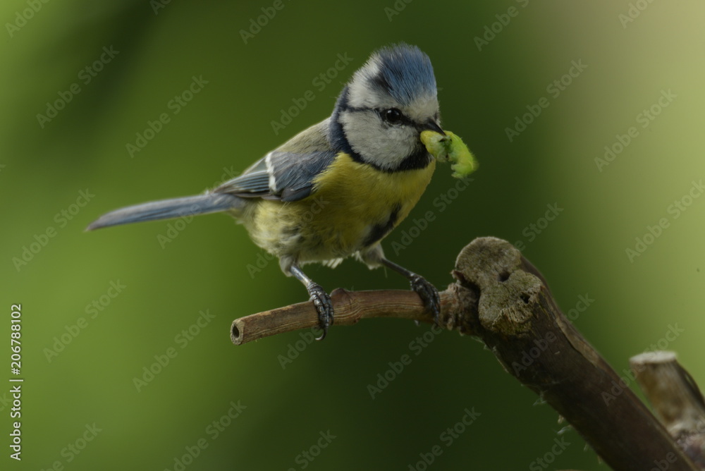 Obraz premium Mésange