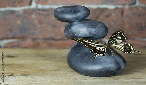 Zen and Butterfly