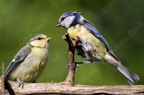  Blaumeise photo