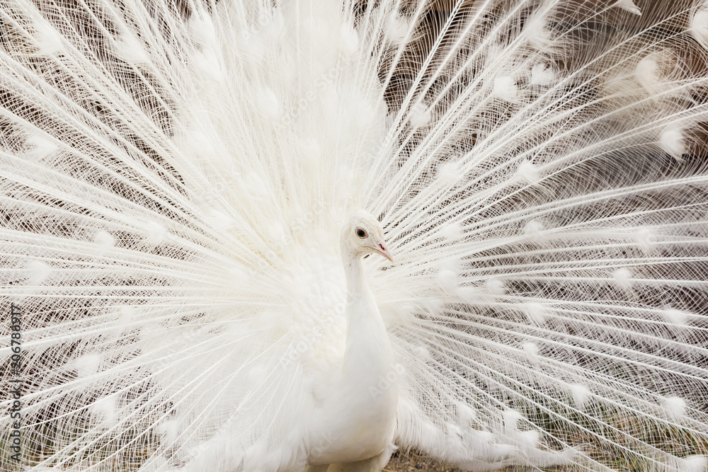 Obraz premium Zbliżenie: piękny biały paw z piór.