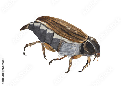 Melolontha or maybug - watercolor painting of a beetle. Often found in spring in Europe.