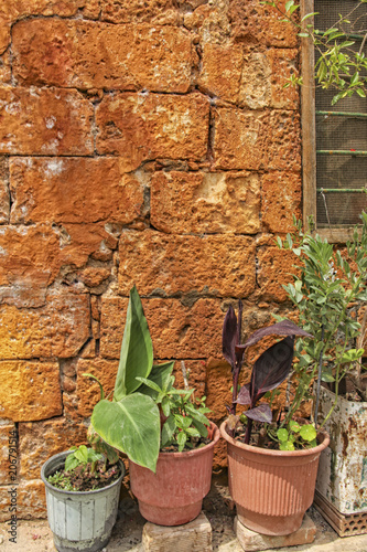 Plants in pots against orange wall